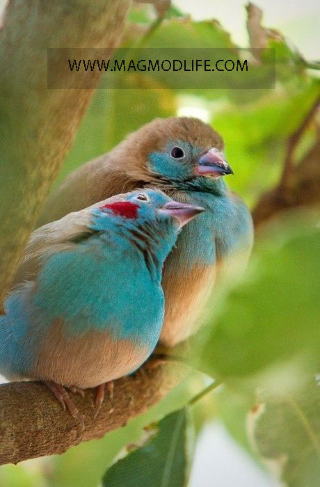 عشق در پرندگان