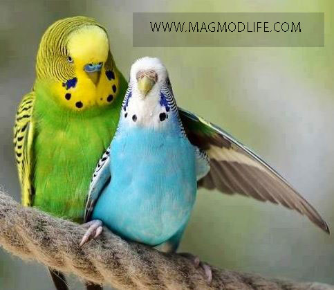 زوج حیوانات - مرغ عشق