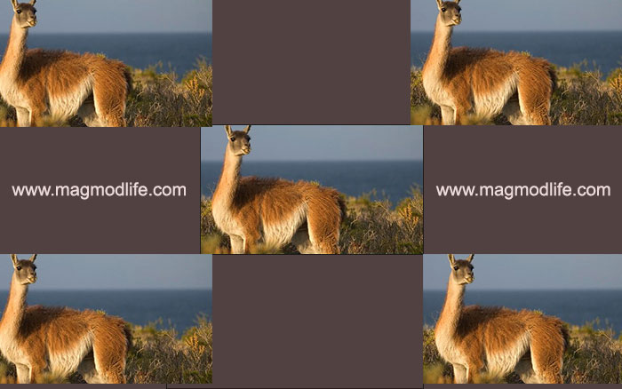 پارچه ویکونا از شتری به نام ویکونا به دست می آید